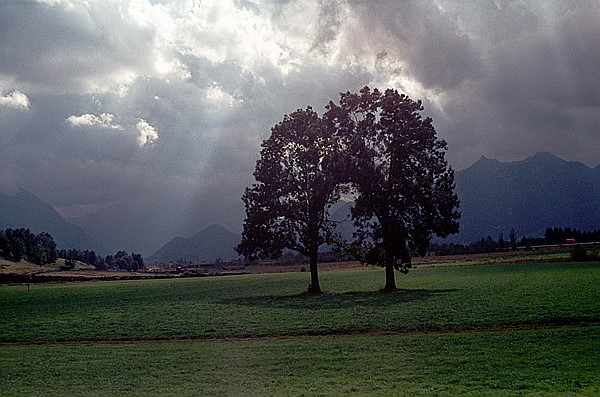 Foto:: Baum in Gewitterstimmung / Ohlstadt / 11.09.1980 (Foto,Fotos,Bilder,Bild,)