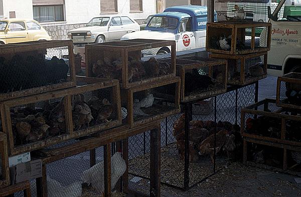 Foto:: Wochenmarkt / Inca / Mai 1984 (Foto,Fotos,Bilder,Bild,)