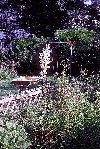 Foto:: Garten / Westhofen / Juli 1990 (Foto,Fotos,Bilder,Bild,)