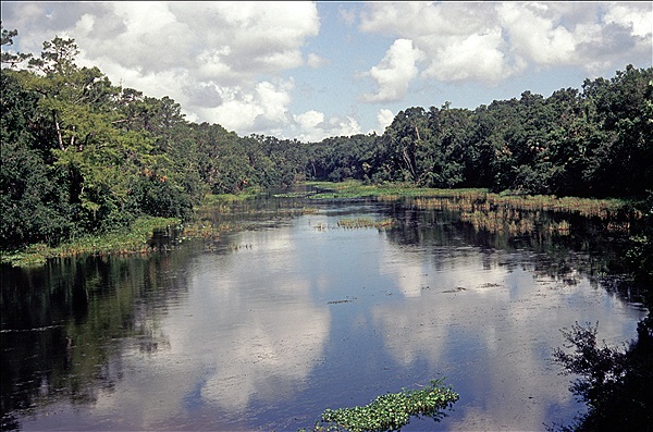 Foto:: Flusslandschaft / Florida / 17.07.2005 (Foto,Fotos,Bilder,Bild,)