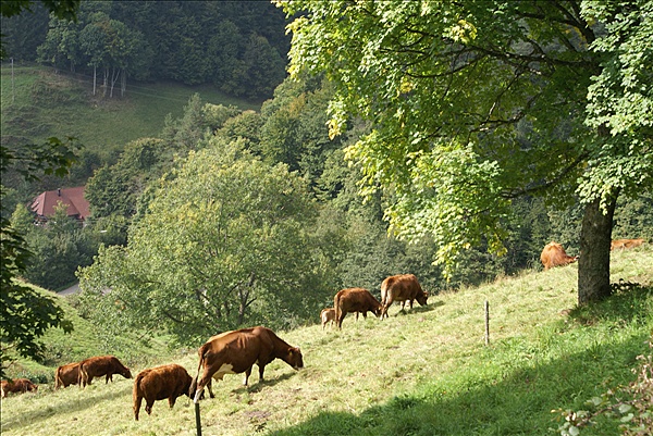 Foto:: Herbsturlaub Schwarzwald / Black Forrest + Elsass / Alsace 21.09.2008 - 26.09.2008 (Foto,Fotos,Bilder,Bild,)