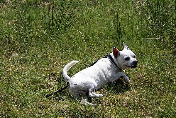 Foto:: Himmelfahrtsurlaub 2009 in der Eifel / Ascension Day vacation in the Eifel area 2009 (Foto,Fotos,Bilder,Bild,)