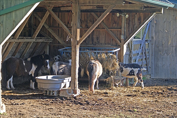 Foto:: Barley Sheaf Farm / Holicong, PA, / 05.05.2011 (Foto,Fotos,Bilder,Bild,)