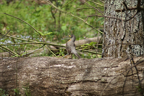 Foto:: Shenandoah National Park / Luray, VA / 06.05.2010 (Foto,Fotos,Bilder,Bild,)