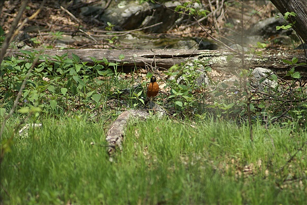 Foto:: Shenandoah National Park / Luray, VA / 06.05.2010 (Foto,Fotos,Bilder,Bild,)