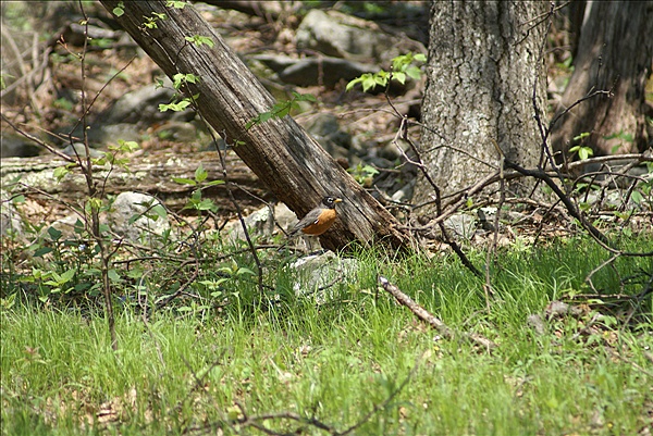 Foto:: Shenandoah National Park / Luray, VA / 06.05.2010 (Foto,Fotos,Bilder,Bild,)