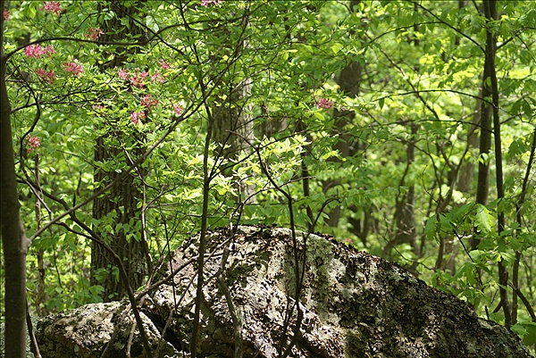 Foto:: Shenandoah National Park / Luray, VA / 06.05.2010 (Foto,Fotos,Bilder,Bild,)