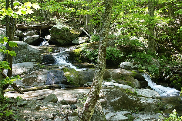 Foto:: Shenandoah National Park / Luray, VA / 06.05.2010 (Foto,Fotos,Bilder,Bild,)