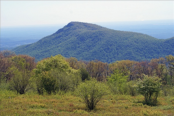 Foto:: Shenandoah National Park / Luray, VA / 07.05.2010 (Foto,Fotos,Bilder,Bild,)