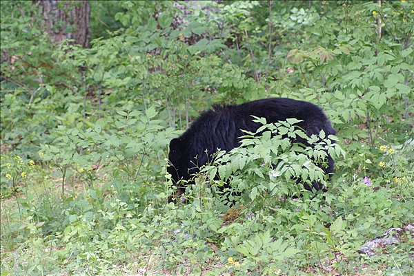 Foto:: Shenandoah National Park / Luray, VA / 07.05.2010 (Foto,Fotos,Bilder,Bild,)