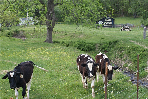 Foto:: Cattle / Elkins, WV / 08.05.2010 (Foto,Fotos,Bilder,Bild,)