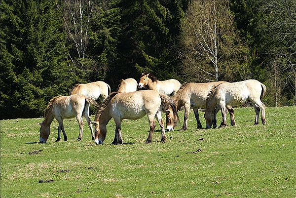 Foto:: Nationalparkgebiet Falkenstein / Ludwigsthal / 28.04.2012 (Foto,Fotos,Bilder,Bild,)
