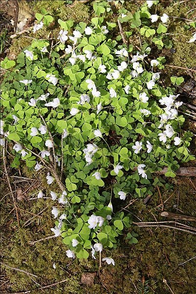 Foto:: Barmsee und Grubsee / Kruen / 06.05.2013 (Foto,Fotos,Bilder,Bild,)