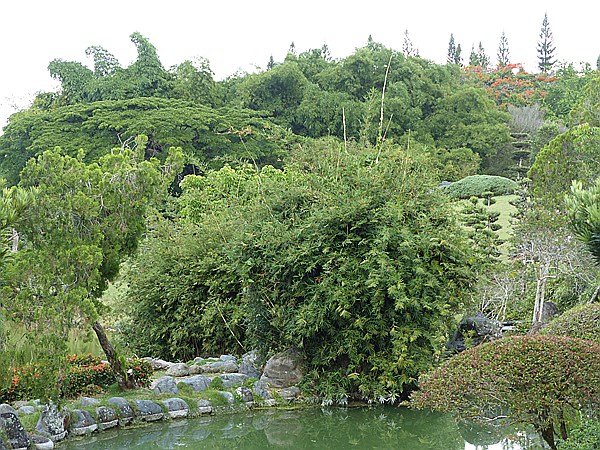 Foto:: Botanischer Garten / Santo Domingo / 11.06.2014 (Foto,Fotos,Bilder,Bild,)