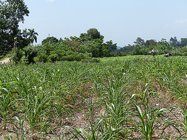 Foto:: Tour / Jarabacoa / 11.06.2014 (Foto,Fotos,Bilder,Bild,)