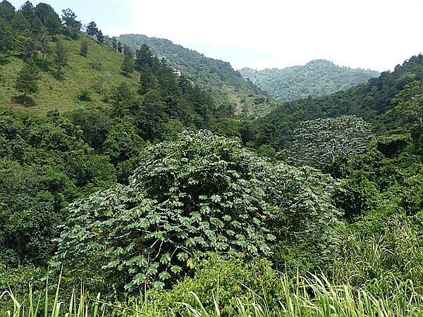 Foto:: Tour / Jarabacoa / 11.06.2014 (Foto,Fotos,Bilder,Bild,)