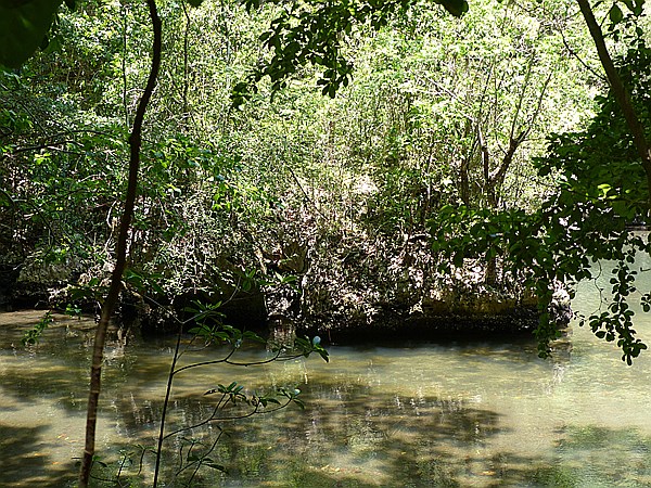 Foto:: Nationalpark / Los Haitises / 13.06.2014 (Foto,Fotos,Bilder,Bild,)