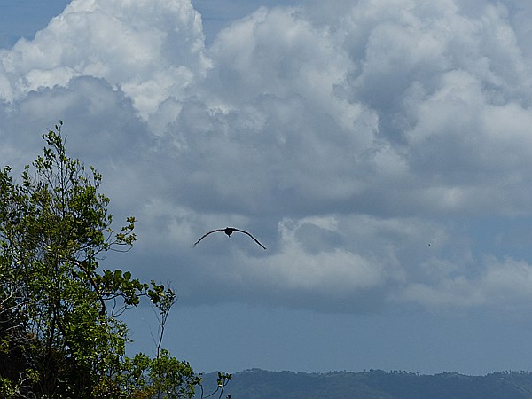 Foto:: Nationalpark / Los Haitises / 13.06.2014 (Foto,Fotos,Bilder,Bild,)