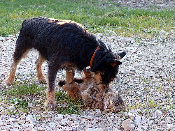 Foto:: Pension Sant Emilia / Pomaranace / 07.05.2015 (Foto,Fotos,Bilder,Bild,)