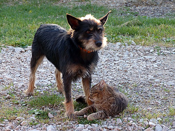 Foto:: Pension Sant Emilia / Pomaranace / 07.05.2015 (Foto,Fotos,Bilder,Bild,)