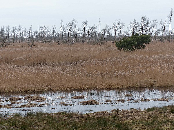 Foto:: Wanderung zum Jagdschloss / Markgrafenheide / 05.02.2016 (Foto,Fotos,Bilder,Bild,)