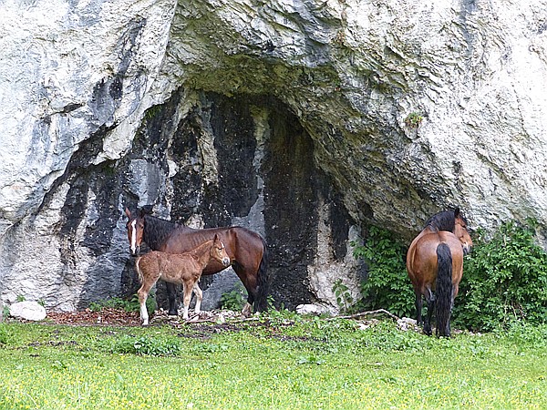 Foto:: Pferde / Walchensee / 13.05.2016 (Foto,Fotos,Bilder,Bild,)