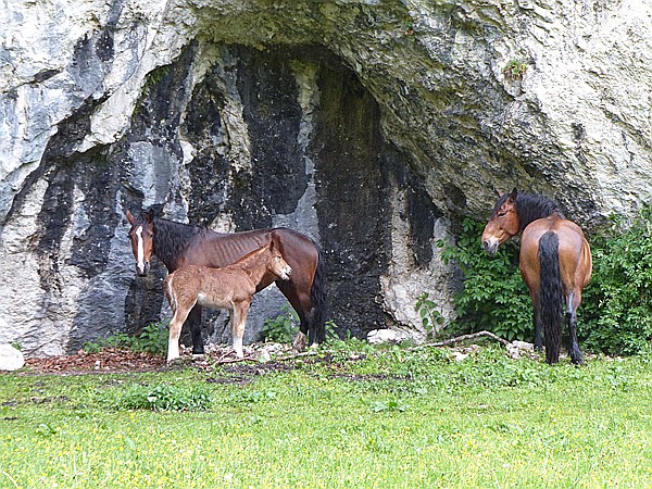 Foto:: Pferde / Walchensee / 13.05.2016 (Foto,Fotos,Bilder,Bild,)