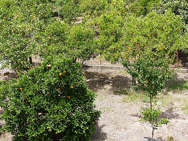 Foto:: Wanderung Cami des Barrances / Soller / 26.05.2016 (Foto,Fotos,Bilder,Bild,)