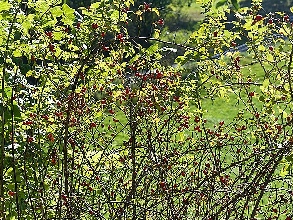 Foto:: Rundwanderung / Wolkenstein / 29.09.2016 (Foto,Fotos,Bilder,Bild,)