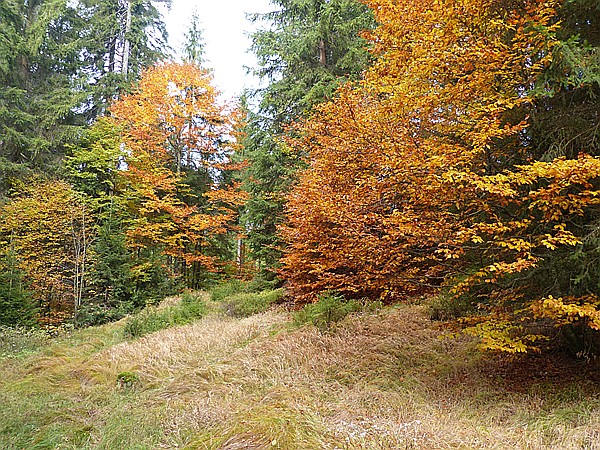 Foto:: Wanderung / Mitterfirmiansreut - Hammerklause / 24.10.2016 (Foto,Fotos,Bilder,Bild,)