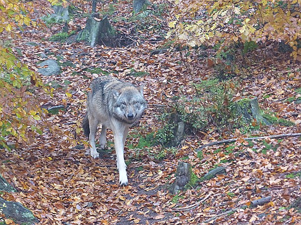 Foto:: Tierfreigehege Ludwigsthal / Lindberg / 25.10.2016 (Foto,Fotos,Bilder,Bild,)