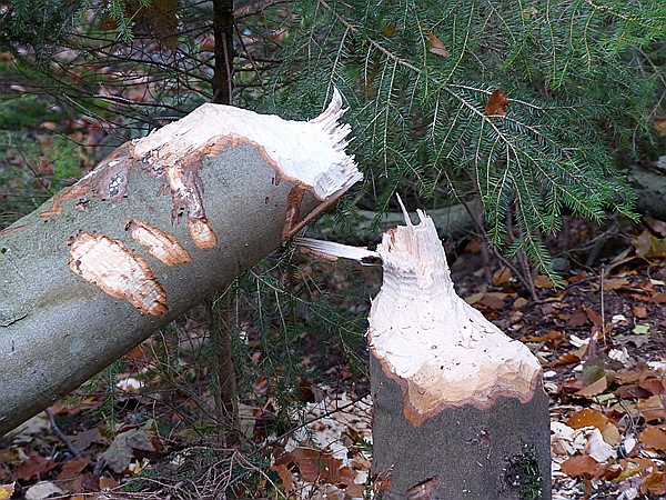 Foto:: Rundgang Grosser Arbersee / Bayerisch Eisenstein / 26.10.2016 (Foto,Fotos,Bilder,Bild,)