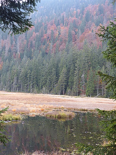 Foto:: Rundgang Grosser Arbersee / Bayerisch Eisenstein / 26.10.2016 (Foto,Fotos,Bilder,Bild,)