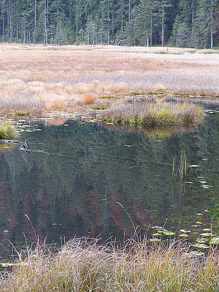 Foto:: Rundgang Grosser Arbersee / Bayerisch Eisenstein / 26.10.2016 (Foto,Fotos,Bilder,Bild,)