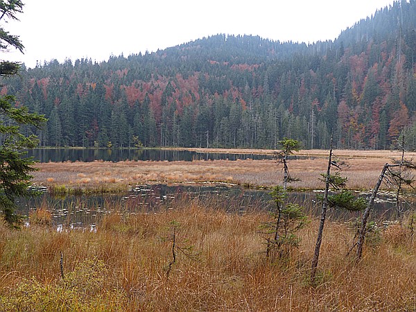 Foto:: Rundgang Grosser Arbersee / Bayerisch Eisenstein / 26.10.2016 (Foto,Fotos,Bilder,Bild,)