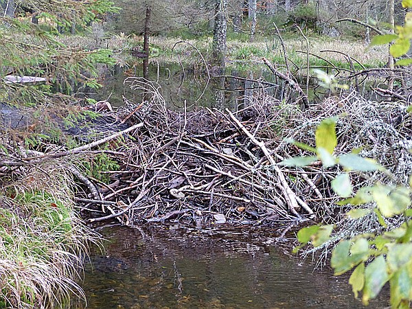 Foto:: Rundgang Grosser Arbersee / Bayerisch Eisenstein / 26.10.2016 (Foto,Fotos,Bilder,Bild,)