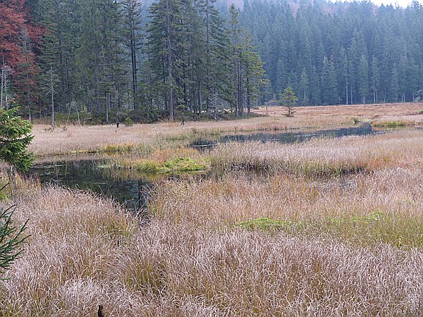 Foto:: Rundgang Grosser Arbersee / Bayerisch Eisenstein / 26.10.2016 (Foto,Fotos,Bilder,Bild,)