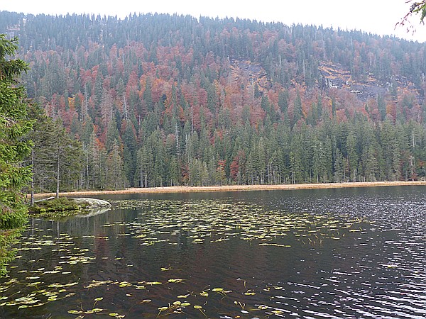 Foto:: Rundgang Grosser Arbersee / Bayerisch Eisenstein / 26.10.2016 (Foto,Fotos,Bilder,Bild,)