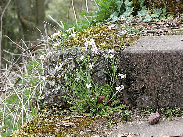 Foto:: Wanderung / Doerrenbach / 02.04.2017 (Foto,Fotos,Bilder,Bild,)