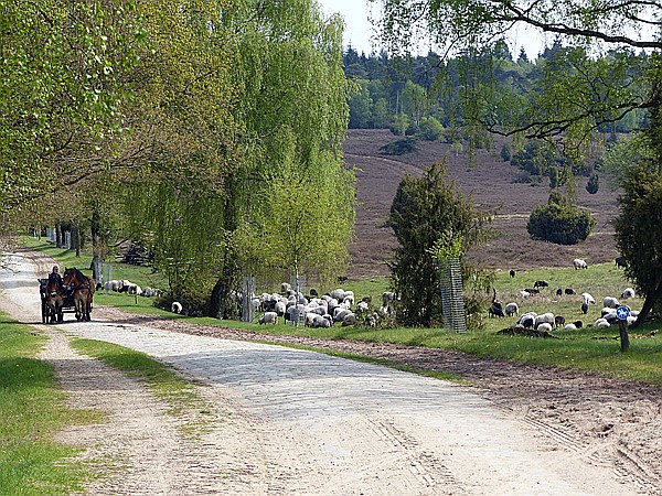 Foto:: Wanderung / Schneverdingen / 13.05.2017 (Foto,Fotos,Bilder,Bild,)