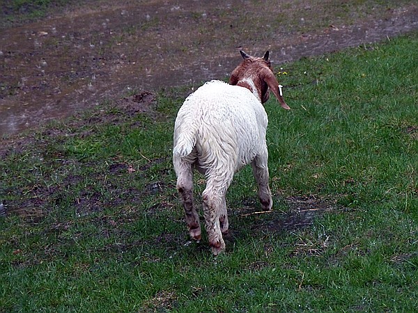 Foto:: Wanderung / Schneverdingen / 13.05.2017 (Foto,Fotos,Bilder,Bild,)