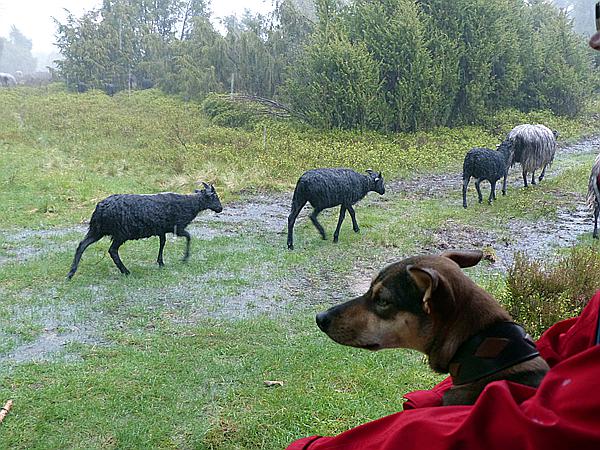 Foto:: Wanderung / Schneverdingen / 13.05.2017 (Foto,Fotos,Bilder,Bild,)