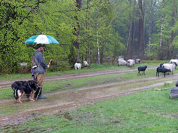 Foto:: Wanderung / Schneverdingen / 13.05.2017 (Foto,Fotos,Bilder,Bild,)