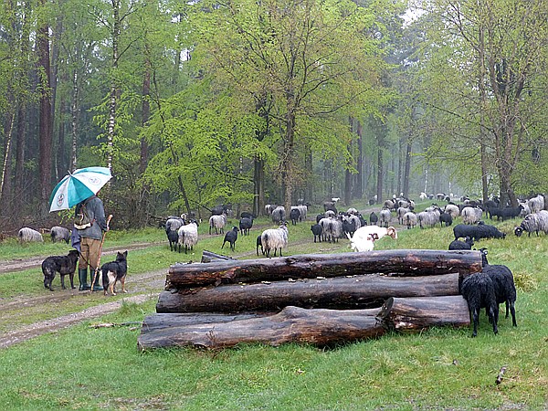 Foto:: Wanderung / Schneverdingen / 13.05.2017 (Foto,Fotos,Bilder,Bild,)