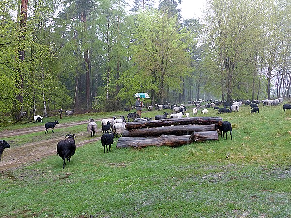 Foto:: Wanderung / Schneverdingen / 13.05.2017 (Foto,Fotos,Bilder,Bild,)