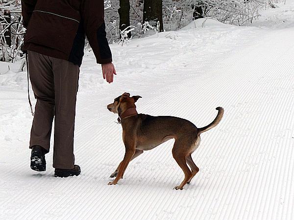 Foto:: Rundgang / Mitterfirmiansreut / 03.12.2017 (Foto,Fotos,Bilder,Bild,)