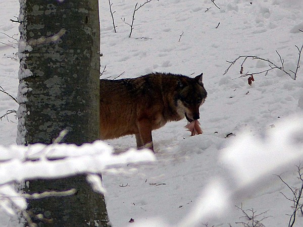 Foto:: Tierfreigehege Lusen / Neuschoenau / 06.12.2017 (Foto,Fotos,Bilder,Bild,)
