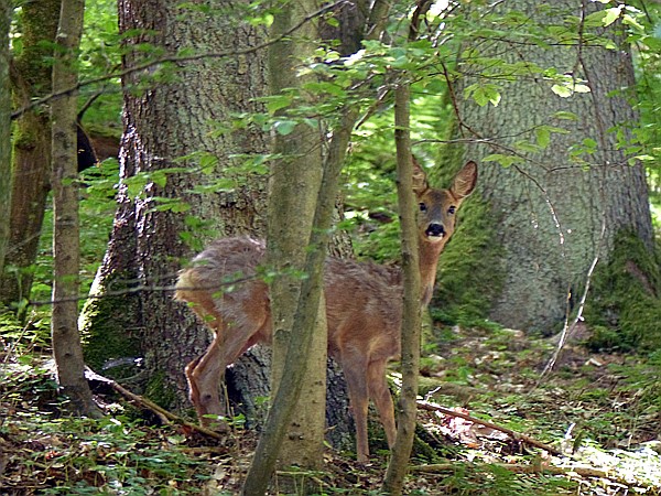 Foto:: Hexenklamm (Foto,Fotos,Bilder,Bild,)