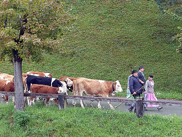 Foto:: Almabtrieb / Kruen / 15.09.2018 (Foto,Fotos,Bilder,Bild,)