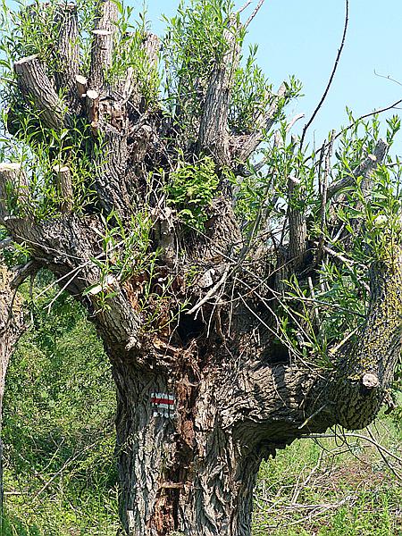 Foto:: Wanderung / Niechorze / 04.06.2019 (Foto,Fotos,Bilder,Bild,)